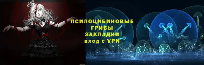 хочу   Новый Уренгой  Галлюциногенные грибы Psilocybe 